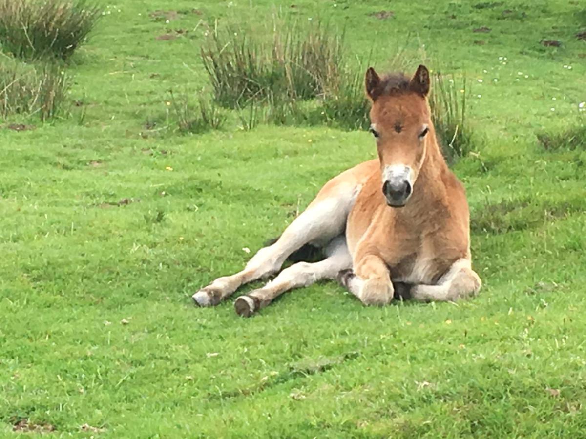 Exmoor Retreat On Two Moors Way Withypool מראה חיצוני תמונה