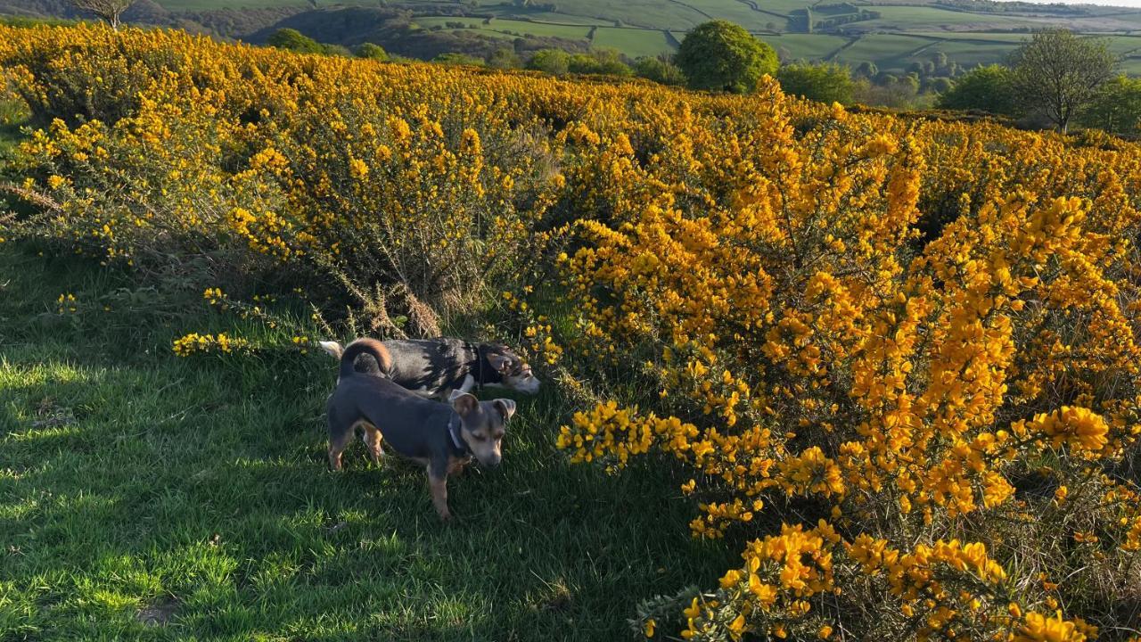 Exmoor Retreat On Two Moors Way Withypool מראה חיצוני תמונה
