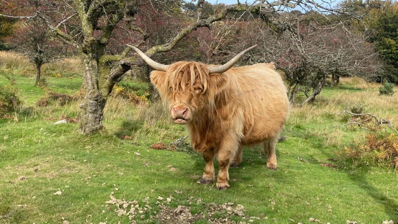 Exmoor Retreat On Two Moors Way Withypool מראה חיצוני תמונה